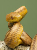 Yellow Rat Snake, Sarasota County, USA Photographic Print by David M. Dennis