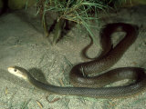 Taipan, Australia Lámina fotográfica por Daniel Cox