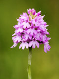 Pyramid Orchid, Close up of Spike, UK Photographic Print by David Clapp