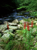 Cardinal Flower in Flower, TN Photographic Print by Willard Clay