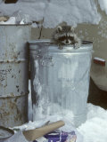 Raccoon, Climbing out of Urban Garbage Can, Winter Fotografie-Druck von Daniel Cox
