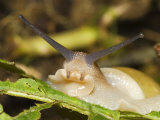 Land Snail, Great Smokey Mountains National Park, USA Photographic Print by David M. Dennis