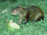 Agouti, Young Feeding on Fruit, Belize, Central America Lámina fotográfica por Philip J. Devries