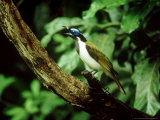 Blue-Faced Honeyeater, Australia Fotografisk trykk av Kenneth Day Blue-Faced Honeyeater, Australia Fotografisk trykk av Kenneth Day