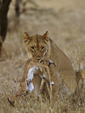 Lion, Lioness with Baby Impala Kill, Kenya, Africa Photographic Print by Daniel J. Cox