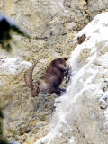 Ibex, Male Descending Snowy Rocks, Switzerland Photographic Print by David Courtenay