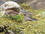 Chatham Island Red-Crowned Parakeet, New Zealand Fotografisk trykk av Robin Bush Chatham Island Red-Crowned Parakeet, New Zealand Fotografisk trykk av Robin Bush