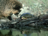 Raccoon, Procyon Lotor Trying to Get Turtle on Log Photographic Print by Alan And Sandy Carey