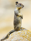 Beecheys Ground Squirrel, Alert Squirrel Standing on Rock, California, USA Photographic Print by David Courtenay