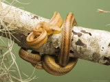 Yellow Rat Snake, Sarasota County, USA Photographic Print by David M. Dennis