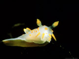 Four-Lined Polycera, Nudibranch, Vevang, Norway Stampa fotografica di Fredrik Ehrenstrom Four-Lined Polycera, Nudibranch, Vevang, Norway Stampa fotografica di Fredrik Ehrenstrom