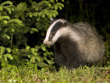Badger, Foraging, Vaud, Switzerland Photographic Print by David Courtenay