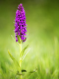 Southern Marsh Orchid, Devon, UK Photographic Print by David Clapp