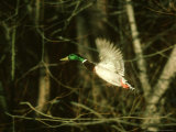 Mallard, Drake, Montana Photographic Print by Alan And Sandy Carey Mallard, Drake, Montana Photographic Print by Alan And Sandy Carey
