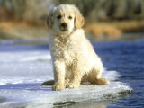 Golden Retriever Puppy, Sitting on Winter Ice Photographic Print by Alan And Sandy Carey