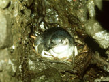Little Blue Penguin, Sitting on Nest, New Zealand Fotografisk trykk av Robin Bush Little Blue Penguin, Sitting on Nest, New Zealand Fotografisk trykk av Robin Bush