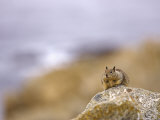 Beecheys Ground Squirrel Relaxing on Rock, California, USA Lámina fotográfica por David Courtenay Beecheys Ground Squirrel Relaxing on Rock, California, USA Lámina fotográfica por David Courtenay