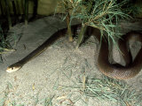 Taipan, Australia Lámina fotográfica por Daniel Cox