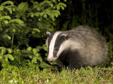 Badger, Foraging, Vaud, Switzerland Photographic Print by David Courtenay