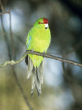 Red-Crowned Parakeet, N. Zealand Photographie par Robin Bush