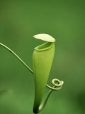 Pitcher Plant, Madagascar Lámina fotográfica por Kenneth Day