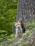Red Fox, Fox Cub, Vaud, Switzerland Lámina fotográfica por David Courtenay Red Fox, Fox Cub, Vaud, Switzerland Lámina fotográfica por David Courtenay