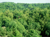 Cowley Woods in Summer, Gloucestershire, England Photographic Print by Mike England