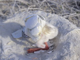 West Indian Flamingo, Chick with Egg Shell on Head, Bahamas Photographic Print by Daniel Cox