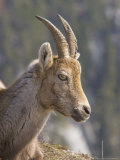 Ibex, Portrait of Female, Switzerland Lámina fotográfica por David Courtenay Ibex, Portrait of Female, Switzerland Lámina fotográfica por David Courtenay