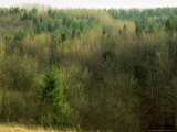 Cowley Woods in Winter, Gloucestershire, England Photographic Print by Mike England