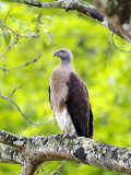 Grey-Headed Fish Eagle, Perching on Branch, Assam, India Photographic Print by David Courtenay