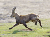Ibex, Young Male Running, Switzerland Lámina fotográfica por David Courtenay Ibex, Young Male Running, Switzerland Lámina fotográfica por David Courtenay