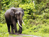 Asian Elephant, Male Walking on Track, Assam, India Photographic Print by David Courtenay