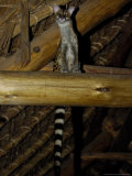 Common Genet, Visiting the Samburu Intrepids Dining Room, Kenya, Africa Lámina fotográfica por Daniel Cox Common Genet, Visiting the Samburu Intrepids Dining Room, Kenya, Africa Lámina fotográfica por Daniel Cox