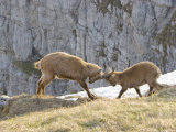 Ibex, Young Male and Female Fighting, Switzerland Lámina fotográfica por David Courtenay Ibex, Young Male and Female Fighting, Switzerland Lámina fotográfica por David Courtenay