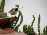 House Sparrow, with Nesting Material, Spain Photographie par Olaf Broders