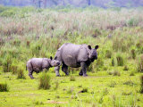 Indian Rhinoceros, Mother and Calf, Assam, India Photographic Print by David Courtenay