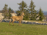 Ibex, Young Male in Meadow, Switzerland Lámina fotográfica por David Courtenay Ibex, Young Male in Meadow, Switzerland Lámina fotográfica por David Courtenay