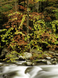 Dogwoods in Fall Colour Along the Little River, TN Photographie par Willard Clay