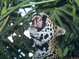 Jaguar, Yawning, Banana Bank Lodge, Belize Photographie par David Cayless
