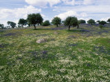 Flowering Meadow with Quercus Ilex, Extremadura, Spain Photographic Print by Olaf Broders