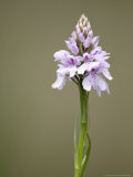 Heath Spotted Orchid, Spike, UK Photographic Print by David Clapp