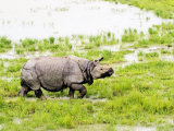 Indian Rhinoceros, Walking in Swamp, Assam, India Photographic Print by David Courtenay