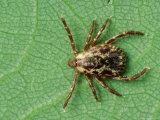 American Dog Tick, Rocky Mountain Spotted Fever Vector Photographic Print by David M. Dennis