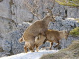Ibex, Young Ibex Mating, Switzerland Photographic Print by David Courtenay
