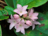 Trailing Arbutus Photographic Print by David M. Dennis