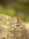 American Pika, Yankee Boy Basin, Colorado, USA Lámina fotográfica por Daniel Cox