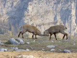 Ibex, Young Males Fighting, Switzerland Lámina fotográfica por David Courtenay Ibex, Young Males Fighting, Switzerland Lámina fotográfica por David Courtenay