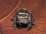Jumping Spider Photographic Print by David M. Dennis
