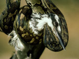 African Python, with Pied Kingfisher Prey, Tanzania Lámina fotográfica por Deeble & Stone African Python, with Pied Kingfisher Prey, Tanzania Lámina fotográfica por Deeble & Stone